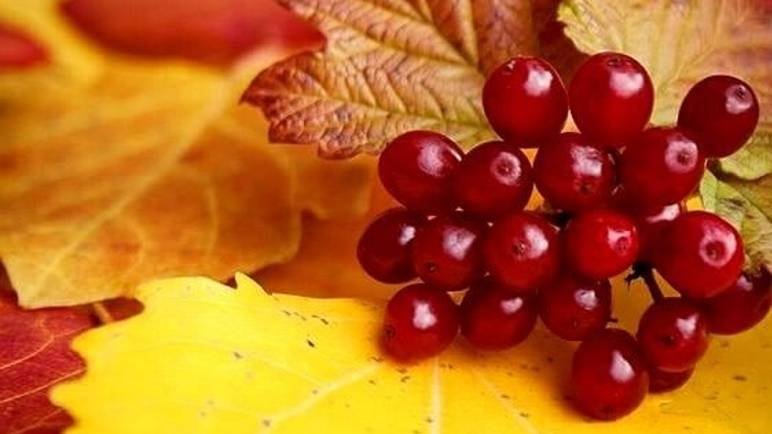 Добрый День - Пожелания доброго дня #Красивыепожелания #добромдень #доброгодня