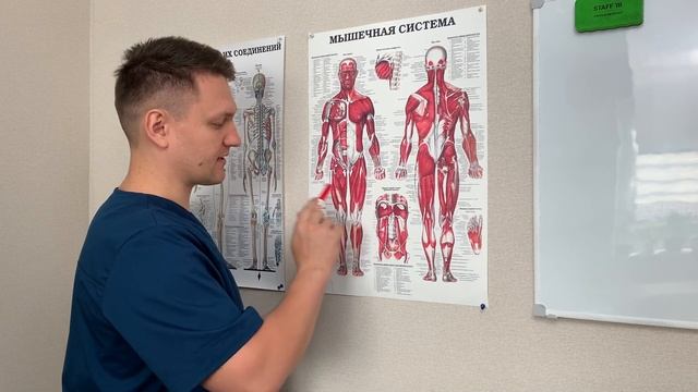 Анатомия коленного сустава | Что массажисту необходимо знать про коленный сустав