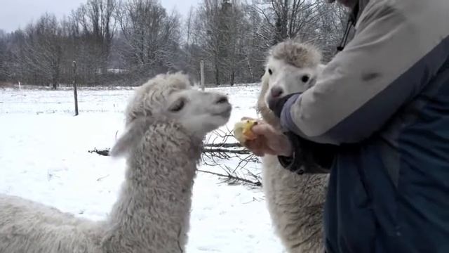 Aggy eating an apple