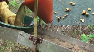 Нашёл в реке Золотой остров, Золото прямо под ногами!