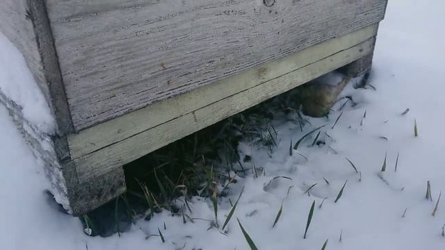 Мало снега? Не беда. смотреть онлайн