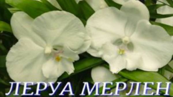 №955/ СВЕЖИЕ, рослые ОРХИДЕИ в ЛЕРУА МЕРЛЕН