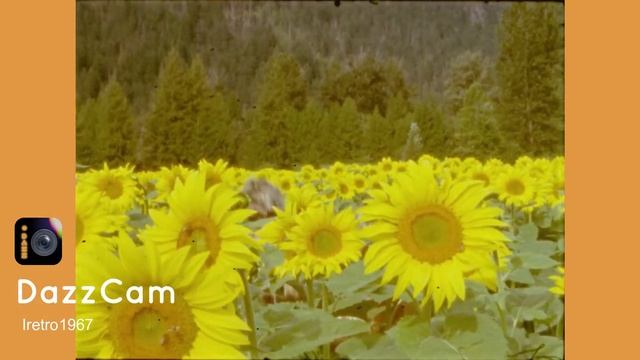 Dazz Camera - Iretro1967 Filters смотреть онлайн