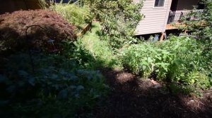 Backyard homestead walk upper yard July 2018 week 27