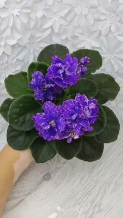 Фиалка НД-Уральские Самоцветы Люкс
