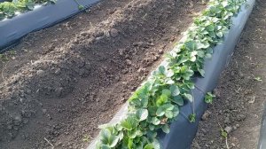 Подкормки и листовые обработки клубники в конце вегетации