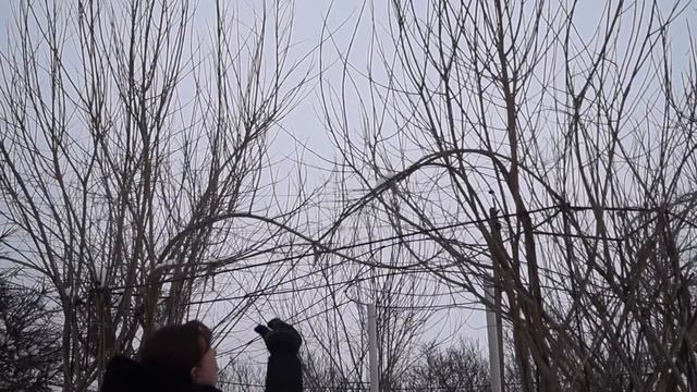 Русская ива. Зимний видео-обзор. Живая плетеная беседка. смотреть онлайн