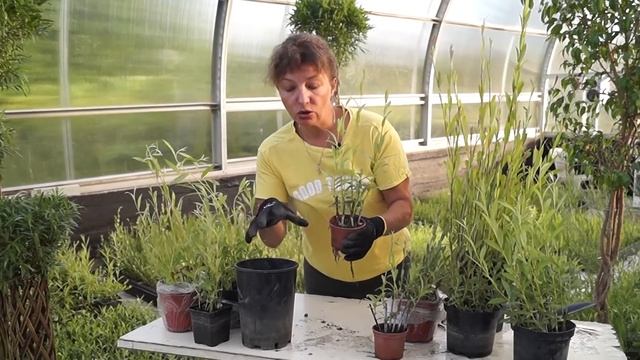 Русская ива. Видео-обзор. Отправка саженцев. смотреть онлайн