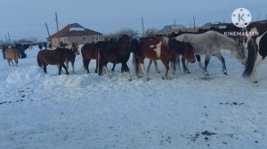 Жизнь в селе#Казахстан#Забираем лошадей  домой.