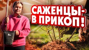 САЖЕНЦЫ - В ПРИКОП!