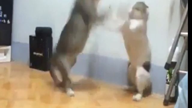 gaku vs vegato DBZ by blaxter смотреть онлайн