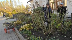 Пошаговая инструкция по обрезке крупнолистной гортензии