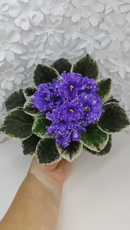 Фиалка ВаТ-Ливень