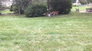 Apple Picking in the Food Forest