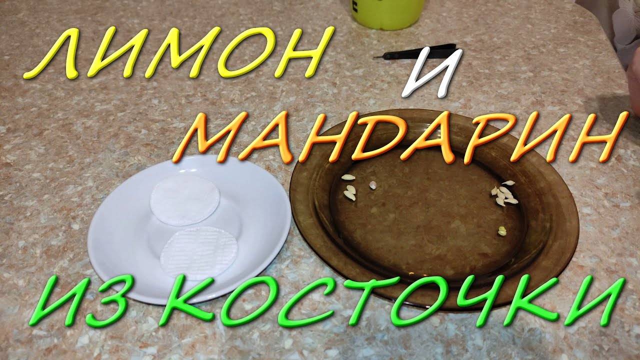 Домашний Лимон И Мандарин Из Косточки Как Вырастить В Горшке