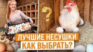 КАК ПРАВИЛЬНО ВЫБРАТЬ МОЛОДЫХ КУР НЕСУШЕК НА ЯЙЦО? Про уход и содержание от А до Я