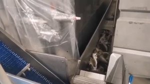 Что такое ярусный лов?