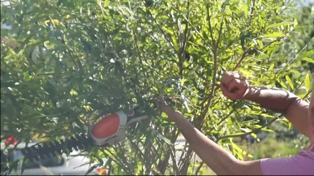 Русская ива. Мастер-класс по стрижке плетеного дерева из ивы. смотреть онлайн