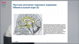 Лекция 10. Черепные нервы. Классификация и принципы организации