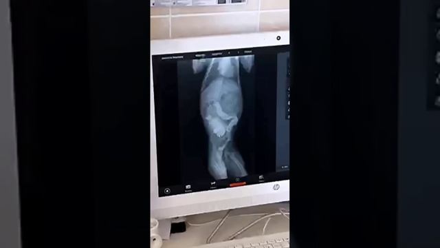 ОТКУДА У МЕНЯ ВЗЯЛСЯ ЕДИНОРОГ ИЛИ БУДНИ РЫЖЕГО ФЕРМЕРА