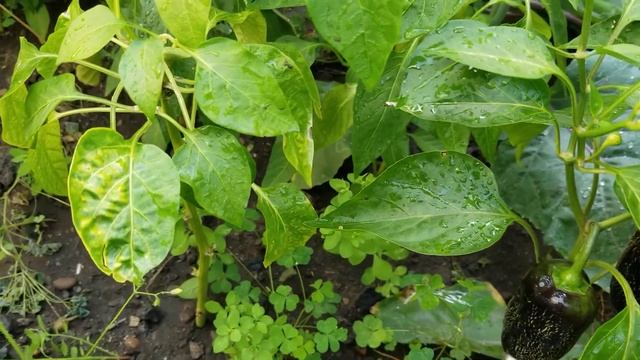 Harvesting Beans, Peppers, Bottle gourd, and Honey Crisp Apples // Marie's 716 garden vlog, #19 смотреть онлайн