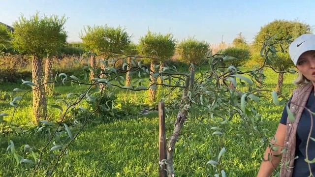 Стрижка извилистой ивы на штамбе. Мастер-класс. Русская ива. смотреть онлайн