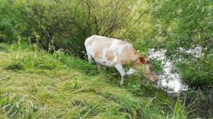 🔴НЕТЕЛЯ НА ПАСТБИЩЕ🐂АБЕРДИН-АНГУС,ГЕРЕФОРДЫ,СИММЕНТАЛЫ,ГОЛШТИНЫ.