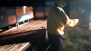 Забираем пчел с опыления, погрузка.