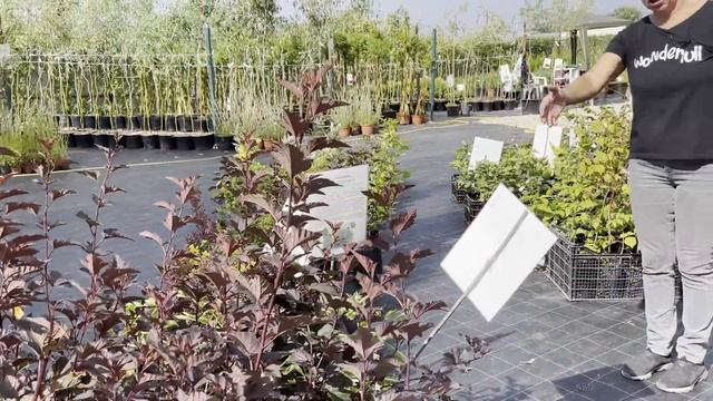 Русская ива. Видео-обзор. Наш питомник - создание и рождение. смотреть онлайн