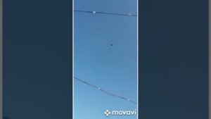 Благодарненские бойные голуби Токарь В.А. Утро радует полётом .