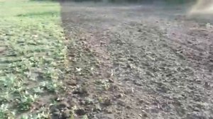 Массей Фергюсон 6713 с дискатором уния арес 4L