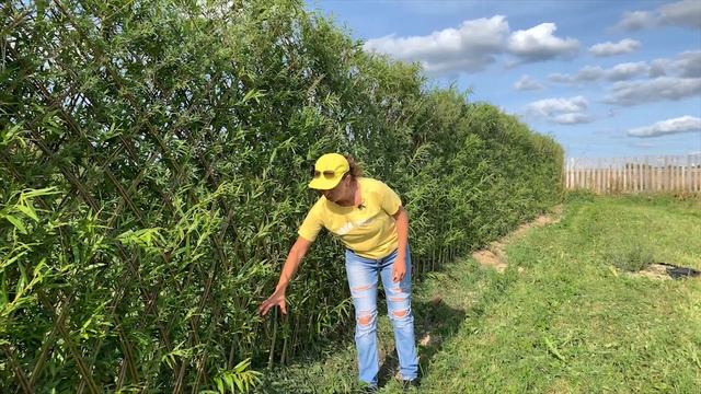 Русская ива. Живая плетеная изгородь. Третий год. смотреть онлайн