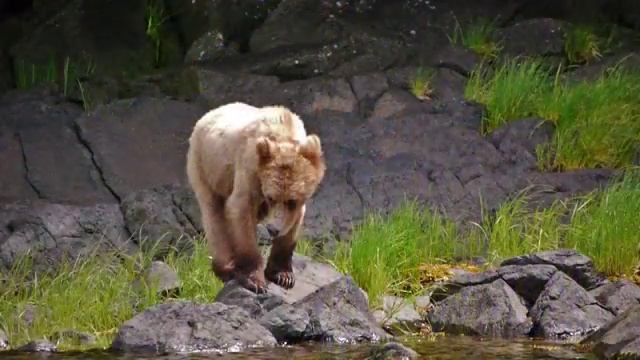 Teddy Bear Final - From MAC смотреть онлайн
