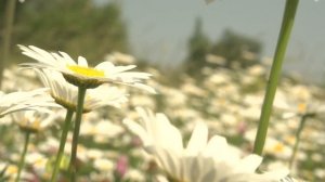 ромашки, поле с ромашками
