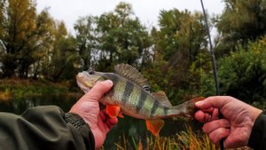 Разведка поймы