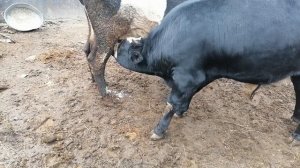 Телёнок 8 месяцев очень любит молочко