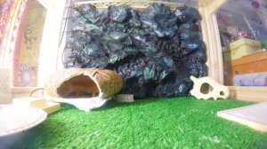 Эублефар - Соник, линяет.