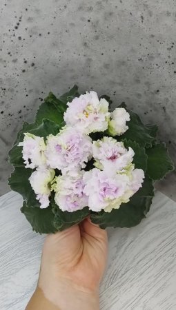 Фиалка АВ-Свадебное Путешествие