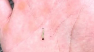 Покровительственная окраска насекомых