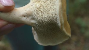 Тихая охота в Краснодарском крае