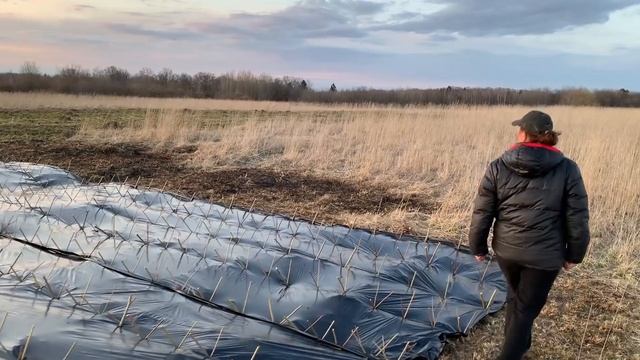 Русская ива. Видео-обзор. Посадка плантации ивы - 2020 год. смотреть онлайн