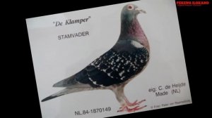 Extreme Long Distance Champion | JanAardenPigeons | COR DE HEIJDE - KLAMPER DYNASTY