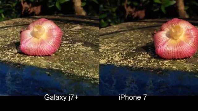 (Tes kamera)SAMSUNG galaxy J7+ Vs iphone 7.jagonya bokeh!!! смотреть онлайн