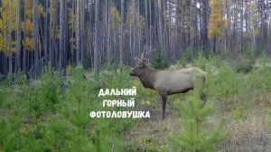 ДАЛЬНИЙ И ГОРНЫЙ ПУТИКИ. КАДРЫ С ФОТОЛОВУШКИ.