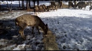 КОРМЛЕНИЕ ОЛЕНЕЙ, МОРАЛОВ В ТАЙГЕ. КАК ЖИВУТ ОЛЕНИ, МОРАЛЛЫ.