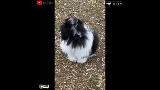 Cute & Sweet Animals Compilation  Videos (Part M)