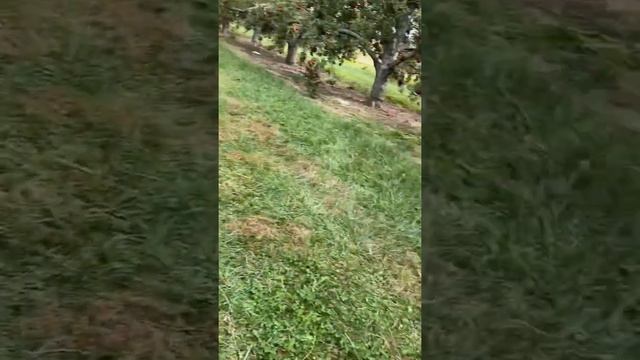 Lynd,s Apple farm visit,columbus🍎🍏🍎 смотреть онлайн