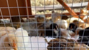 Цыплята едят пенопласт как будто не ели вечность. Chicks are eating foam