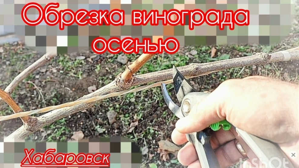 Обрезка взрослых кустов винограда осенью.