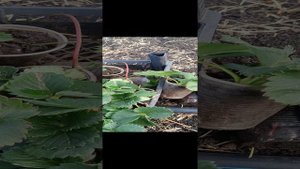 Важно! При выборе рассады клубники, на что обращать внимание!